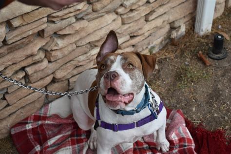 Lollypop Farm holds Clear the Kennels adoption event - WHEC.com