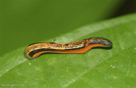 Tiger leech (Haemadipsa picta) -- borneo_3683