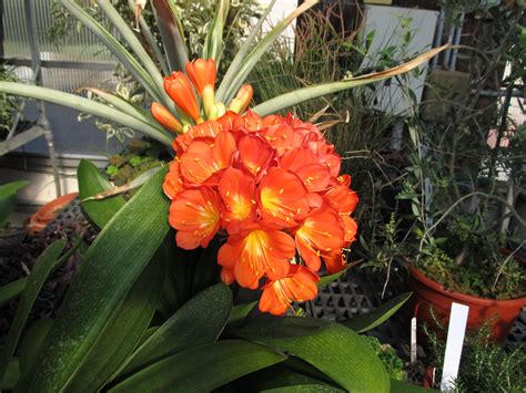 Flowers Photos » tropical plants with orange flowers