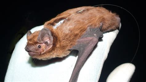 Rare bat roost found in Galloway forests | ITV News Border