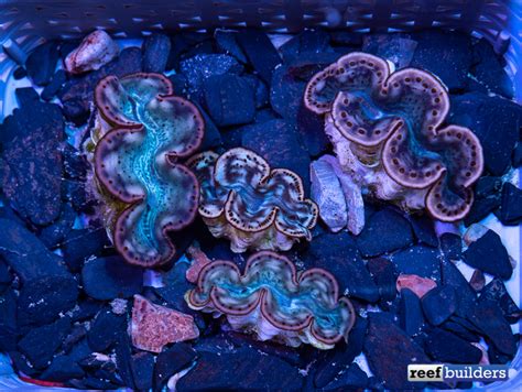 Red Sea Tridacna Clams Shine Best Under Daylight | Reef Builders | The Reef and Saltwater ...