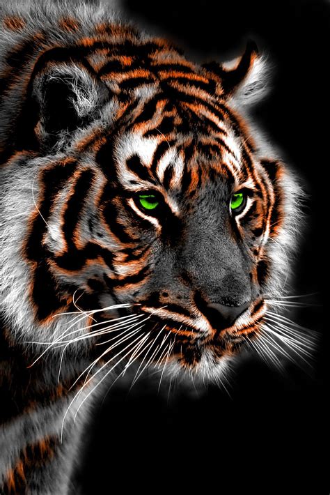 Bengal Tiger Wallpapers - Top Free Bengal Tiger Backgrounds ...