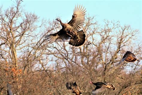 Wild Turkey In Flight Free Stock Photo - Public Domain Pictures