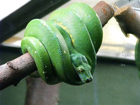 Boas (Family Boidae) · iNaturalist.org