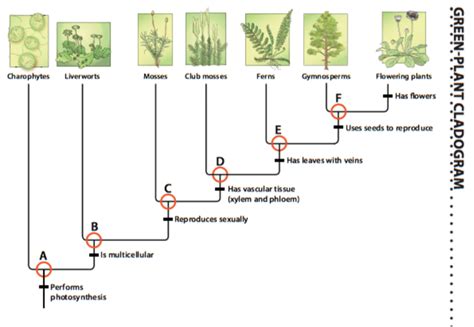 Green Plant Cladogram | Science Quiz - Quizizz