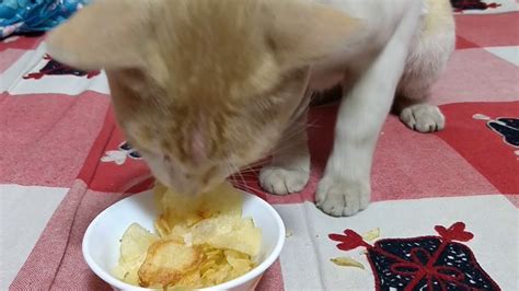 Cat Eating Potato Chips. - YouTube