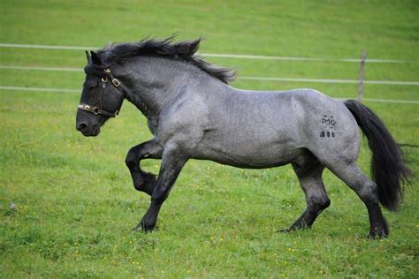 Noriker Horse Dressage, Andalusian Horse, Friesian Horse, Horse ...