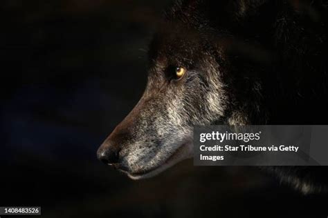 Minnesota Timber Wolves Photos and Premium High Res Pictures - Getty Images