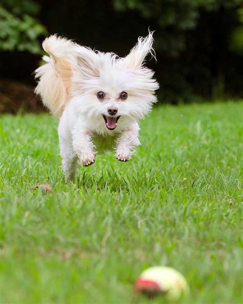 Maltipoo Dog Breed - Your Guide To The Adorable Maltese Poodle Mix