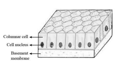 Pseudostratified Columnar Epithelium Diagram