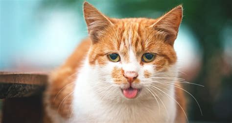 ᐉ Why is My Cat Panting: 8 Reasons Why Do Cats Pant