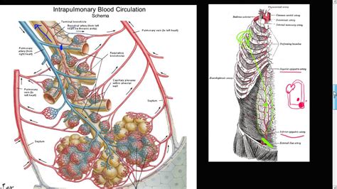 #59P - Bronchial artery collateral circulation, Anastomosis, Cor Pulmonale, SIEA, Respiratory ...