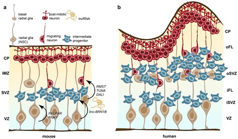 Cells | Free Full-Text | Emerging Roles of Long Non-Coding RNAs as Drivers of Brain Evolution