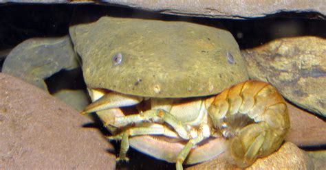 Eastern hellbender salamander becomes Pennsylvania state amphibian