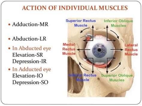 Extraocular muscles