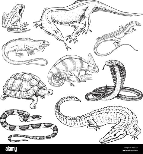 Coloring Pages Of Reptiles And Amphibians