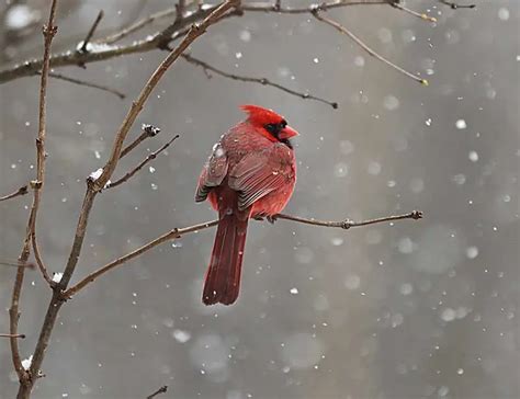 22 Fascinating Bird Facts About Our Feathered Friends | atelier-yuwa.ciao.jp