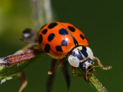 Differences Between Lady Beetles: Identifying Asian Lady Beetles