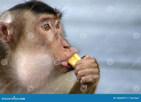 Man Eating Banana Stock Image | CartoonDealer.com #31132237