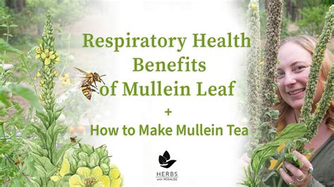 Mullein Tea Recipe | Deporecipe.co