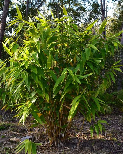 Tiger Grass (Thysanolaena maxima) plants for sale - Backyard Tropical Garden in a Small Space ...