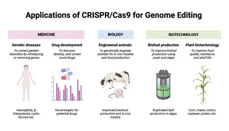 Applications of CRISPR/Cas9 for Genome Editing | BioRender Science ...