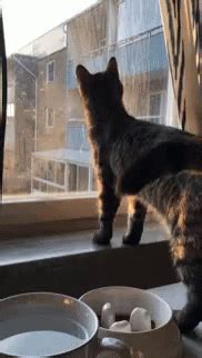 Cat Walking GIF - Cat Walking Away - Discover & Share GIFs