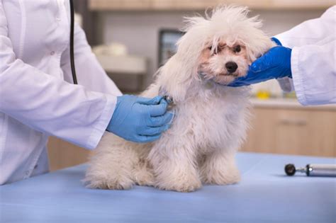 Canine Pancreatitis Symptoms and Treatment | All About Bichon Frises