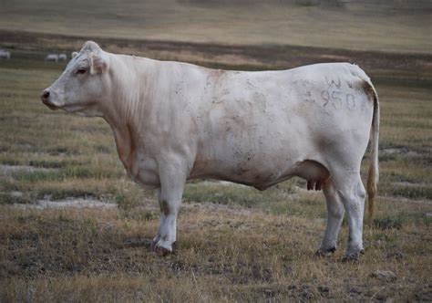 Charolais Cattle: Essential Facts and Breed Information