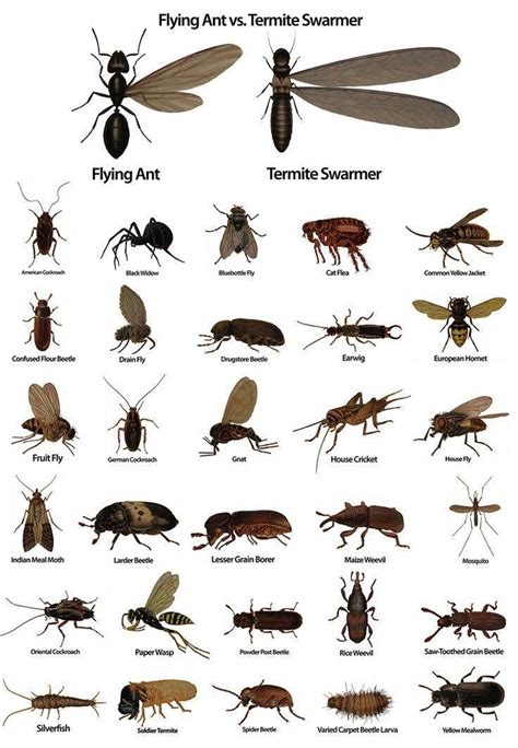 Pest Identifier #termiteinspection #pesttreatment,pestcontrol ...