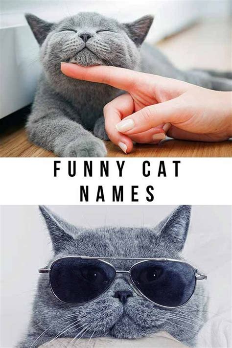 Funny Cat Names - 150 Hilarious Ideas for Naming Your Kitty