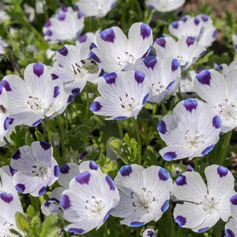 5 Spot Nemophila Maculata Seeds! Home & Hobby Floral & Garden Crafts trustalchemy.com