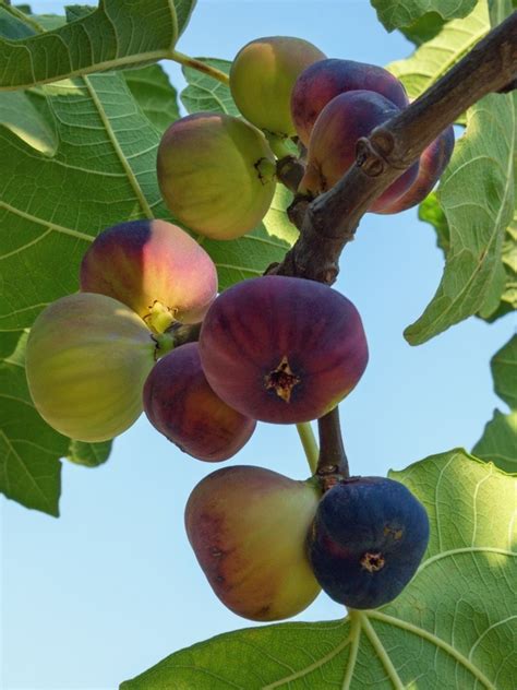 Fig Types: Different Types Of Fig Trees For The Garden | Growing fig trees, Fig, Fig tree