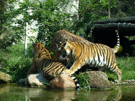 Leipzig Zoo - Amur tigers - ZooChat