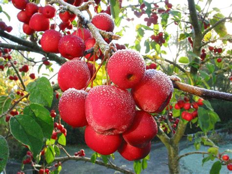 Crab apples on a frosty morning Free Photo Download | FreeImages