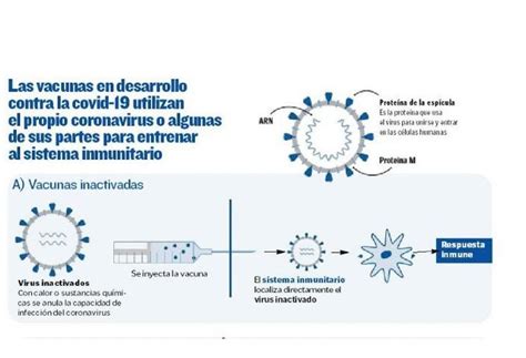 Las cuatro tácticas de las vacunas para entrenar al sistema inmunitario – IISA