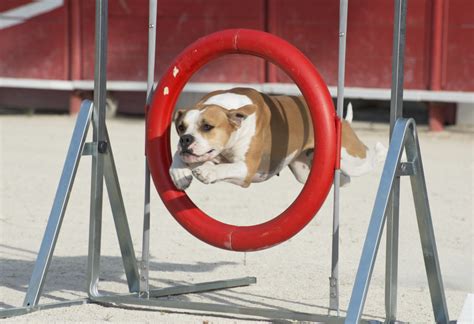 Introduction to Agility Training - Dog's Best Friend Training