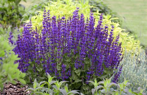 14 Drought-Tolerant Perennials That Can Survive Tough Summers