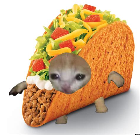 doritos locos taco | Meme gato triste, Meme gato, Cara de gato