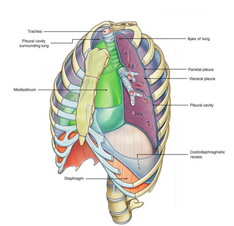 Pleura – Earth's Lab