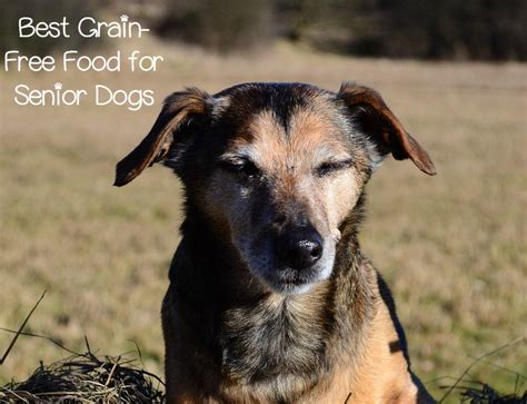 Senior Dog Food - Going Grain Free with Confidence - DogVills