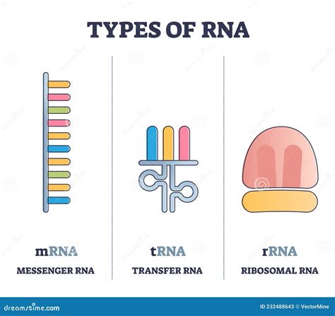 Types Of RNA Polymeric Molecule Comparison, Illustrated Outline Diagram ...