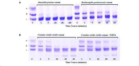 | Fibrinogen digest assay. Ahaetulla prasina and Borikenophis... | Download Scientific Diagram