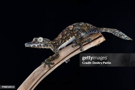 362 Uroplatus Stock Photos, High-Res Pictures, and Images - Getty Images