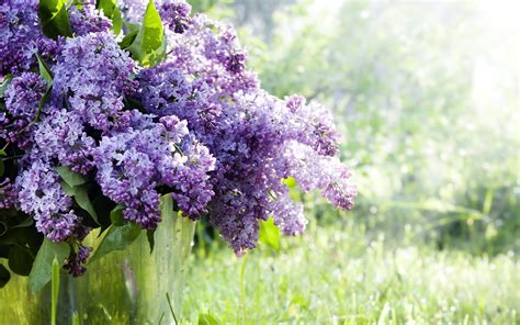 Purple Lilacs flowers HD wallpaper | Wallpaper Flare