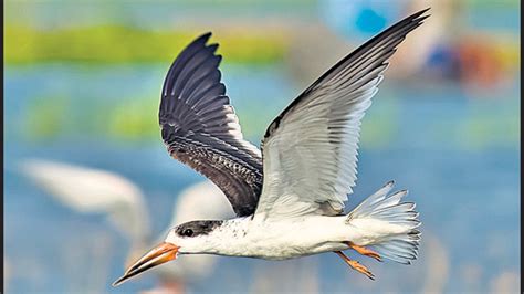 Rare migratory birds spotted in NCR | Latest News India - Hindustan Times