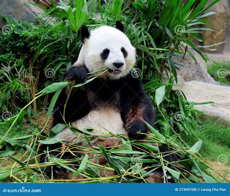 Giant panda eating bamboo stock photo. Image of bear - 27449708