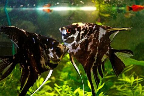 Angelfish Breeding Guide (Everything You Need to Know) - Avid Aquarist