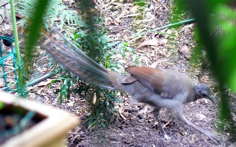 MY GROWING PASSION: Superb Lyrebird mimicry: recording!