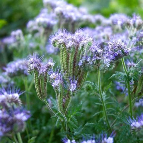 LACY PHACELIA | Seed company, Outdoor gardens, Flower farm